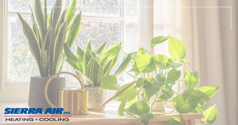 Healthy Plants Indoors