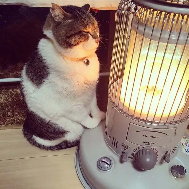 Cat Warming Up By A Space Heater