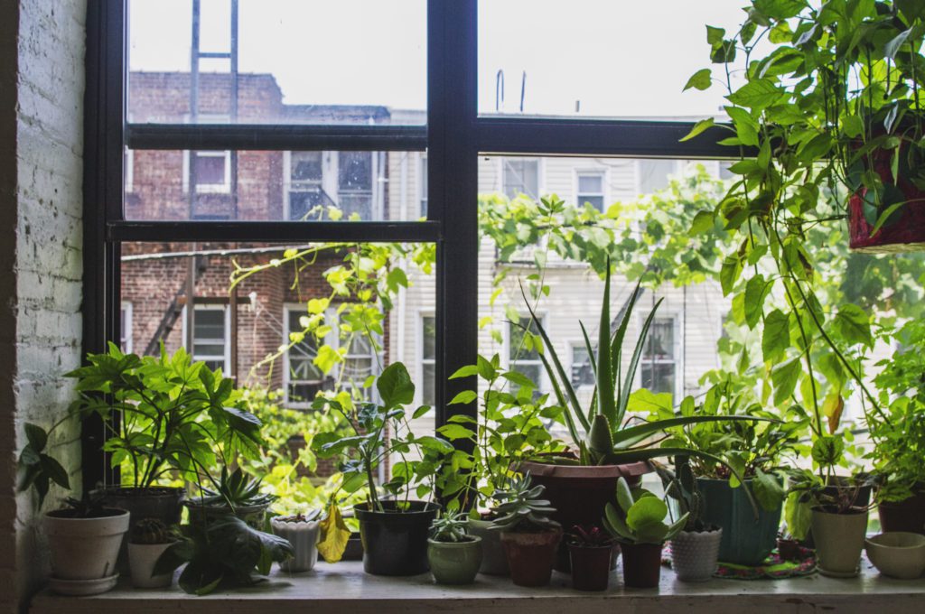 Plants Near A Window