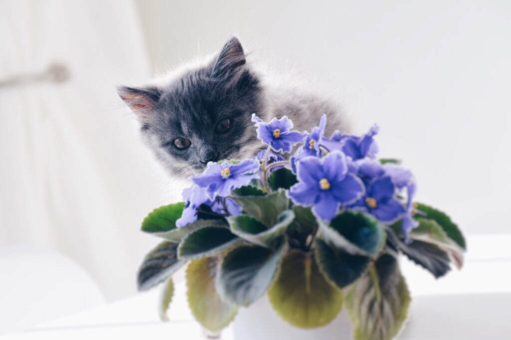 Kitten With African Violet