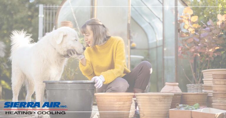 The Best Pet Friendly Plants Header