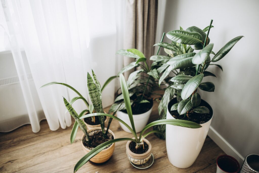 Plants Help Improve Indoor Air Quailty 